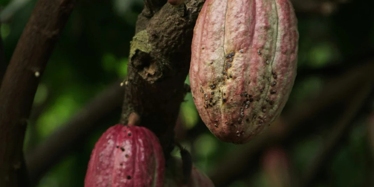Belgian Chocolate: Why It’s Considered the World’s Finest Chocolate